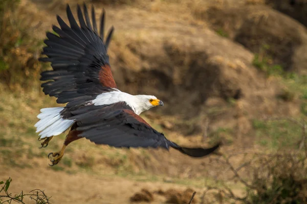 Afrikanska fish eagle tar fart Royaltyfria Stockfoton