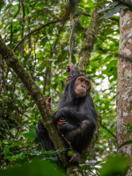若いチンパンジー ストック画像