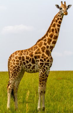 Rotschild'in zürafa
