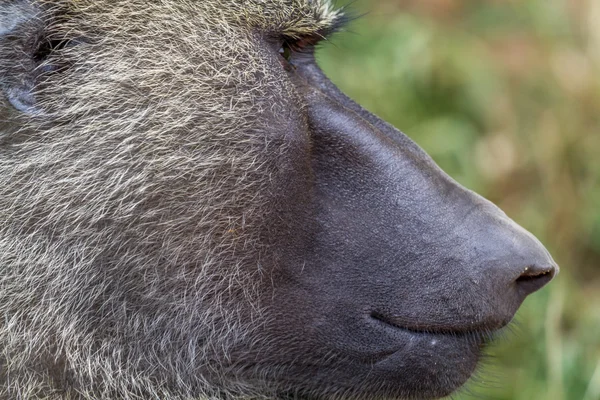 Olijf baviaan close-up — Stockfoto