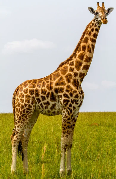 La jirafa de Rotschild — Foto de Stock