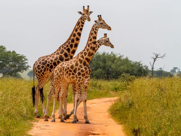 Giraffer som korsar en väg Royaltyfria Stockfoton