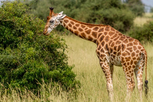 La jirafa de Rotschild comiendo — Foto de Stock