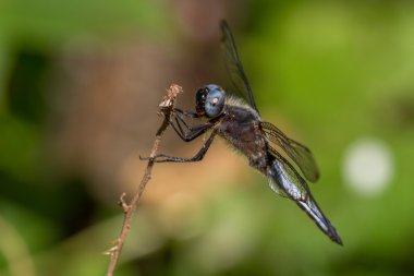 Güneşin Dragon fly