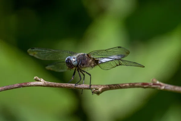 En dragon fly uppvärmning i solen. — Stockfoto