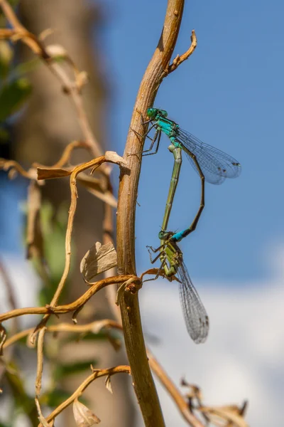 Dmaselflies mating — Stock Photo, Image