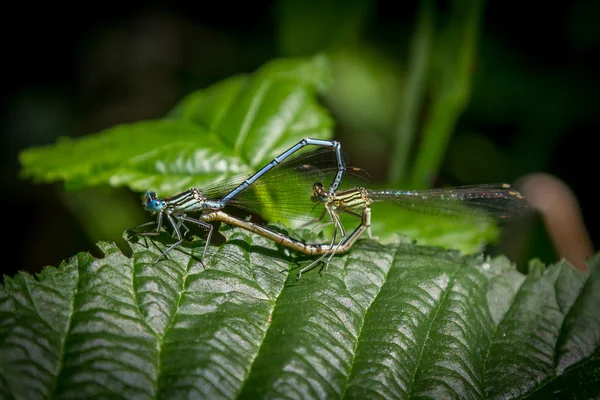 Damselflies схрещування — стокове фото