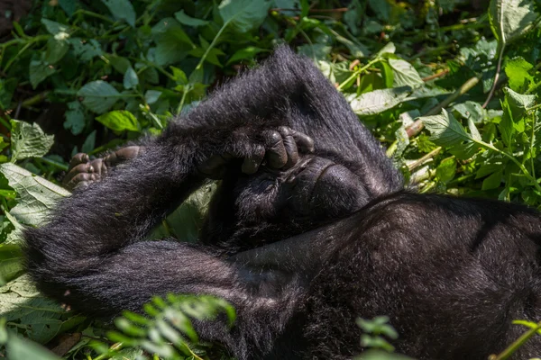 Berg gorilla pokes neus — Stockfoto