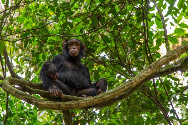 Jonge chimpansee — Stockfoto