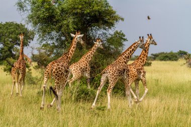 Giraffes running off clipart