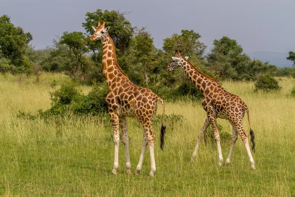 Rotschildgiraffen — Stockfoto