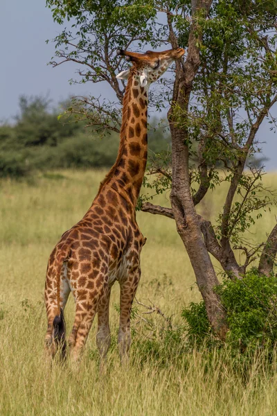 Giraffe eating — Stock Photo, Image