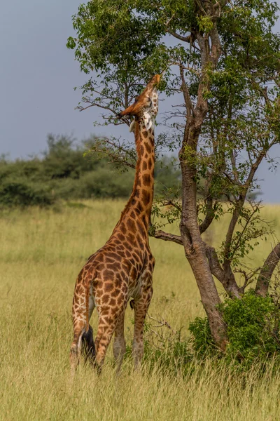 Yeme zürafa — Stok fotoğraf