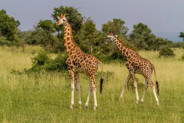 Rotschild's giraffer Stockfoto