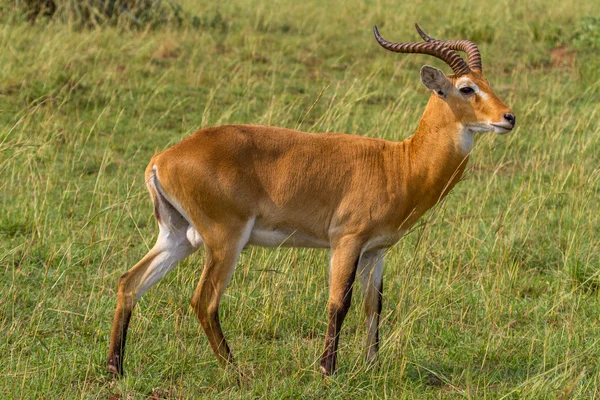 乌干达水羚 — 图库照片