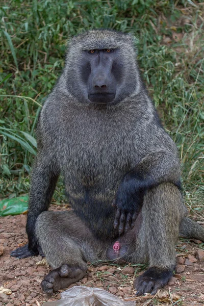 Olivenpavian — Stockfoto