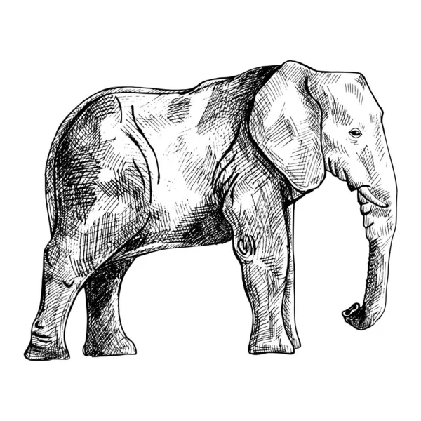 白い背景に孤立した象 彫刻スタイルでグラフィック大きな動物サバンナスケッチ レトロな黒と白の図面を設計します ベクターイラスト — ストックベクタ