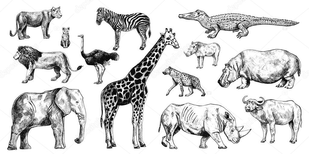 Set african animals isolated on white background. Collection giraffe, elephant, rhinoceros, hippo, buffalo. Different kinds mammal zebra, ostrich, lion, lioness, hyena, warthog, crocodile in engraving style. Vector illustration