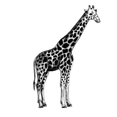 Beyaz arka planda fil izole edilmiş. Grafik çizimi, kabartma tarzında büyük hayvan savanası. Retro siyah beyaz çizim tasarla. Vektör illüstrasyonu.