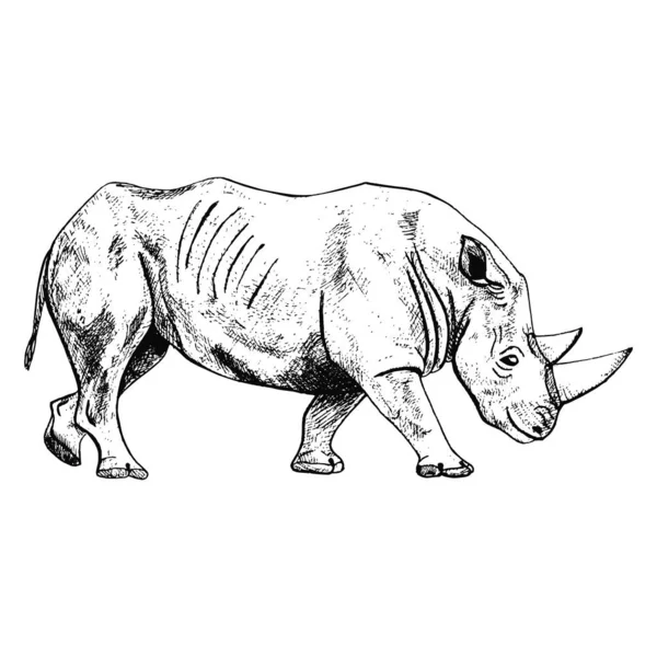 Nosorożec Izolowany Białym Tle Szkic Graficzny Zwierzę Róg Sawanny Stylu — Wektor stockowy