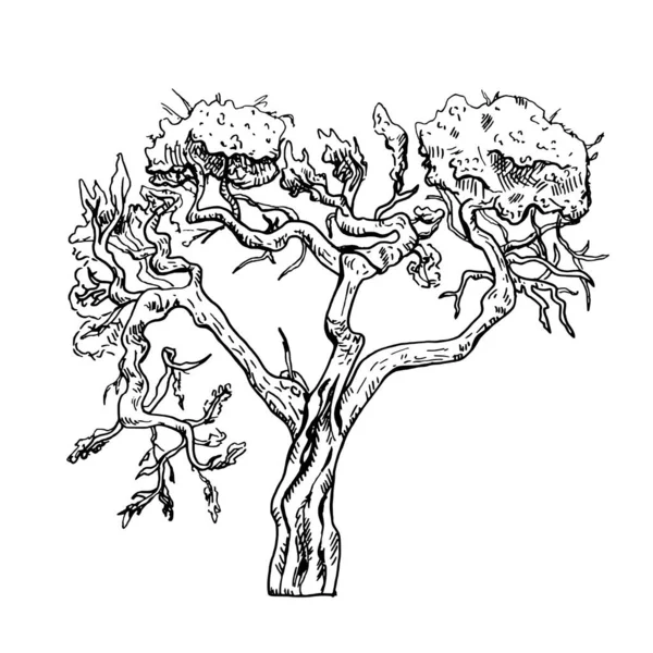 Acacia Žirafa Izolované Bílém Pozadí Retro Silueta Afrického Stromu Ročník — Stockový vektor