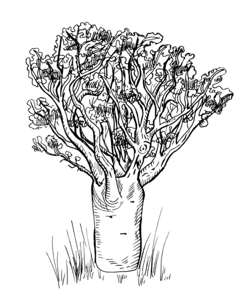 Baobab Isolado Sobre Fundo Branco Sílhueta Retro Árvore Africana Savannah — Vetor de Stock