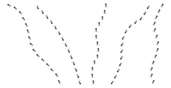 Ameisenspur Verschiedene Richtungen Isoliert Auf Weißem Hintergrund Eine Reihe Von — Stockvektor