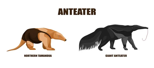 Ορισμός Απεικόνισης Anteaters Απομονωμένο Λευκό Φόντο Εικονογράφηση Διάνυσμα Δύο Ζώα — Διανυσματικό Αρχείο