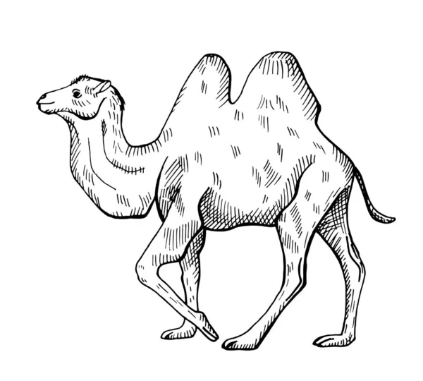 Ilustración Camello Sobre Fondo Blanco Aislado Ilustración Vectorial Animal Asia — Archivo Imágenes Vectoriales