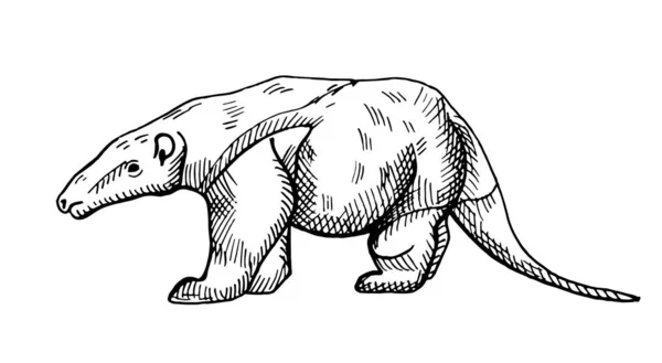 Зображення Антоїда Ізольованому Білому Тлі Вектор Ілюструє Тварину Південної Америки — стоковий вектор