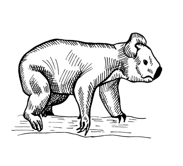 Vintage Ilustracja Koala Izolowanym Białym Tle Wektor Ilustracji Zwierzę Australii — Wektor stockowy
