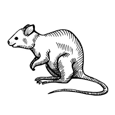 Quokka 'nın izole edilmiş beyaz arka plandaki klasik çizimi. Avustralyalı vektör illüstrasyon hayvanı. Oymacılık tarzında geçmiş tasarım karakteri yaban hayatı.