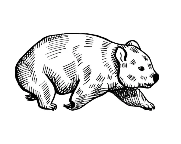 Vintage Ilustracja Wombat Białym Tle Wektor Ilustracji Zwierzę Australii Retro — Wektor stockowy