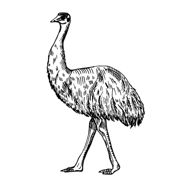 Illustration Vintage Emu Sur Fond Blanc Isolé Skerch Vectoriel Animal — Image vectorielle