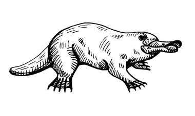 İzole edilmiş beyaz arka planda klasik ornitorenk çizimi. Avustralyalı vektör illüstrasyon hayvanı. Oymacılık tarzında geçmiş tasarım karakteri yaban hayatı.