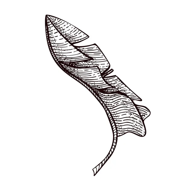 Выгравированный Банановый Лист Изолирован Ретро Элемент Тропических Растений Стиле Ручной — стоковый вектор