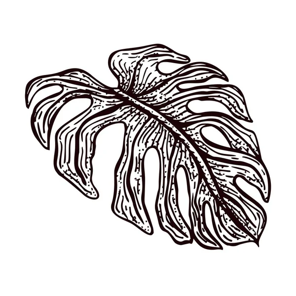 Feuille Monstre Gravée Isolée Elément Rétro Plantes Tropicales Style Dessiné — Image vectorielle