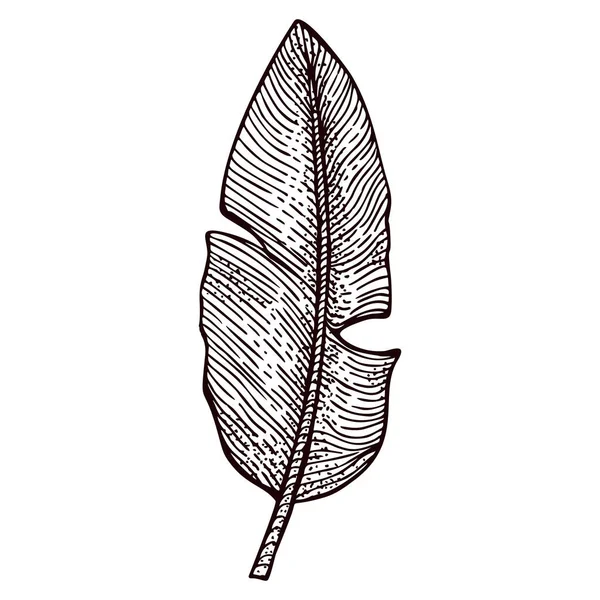 Feuille Banane Gravée Isolée Elément Rétro Plantes Tropicales Style Dessiné — Image vectorielle