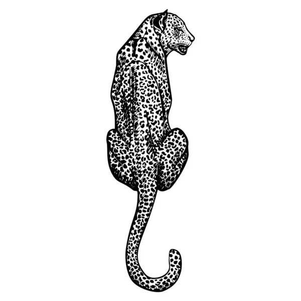 Леопард Стилі Гравюри Ізольований Білому Тлі Рука Намальована Дикою Природою Ліцензійні Стокові Ілюстрації