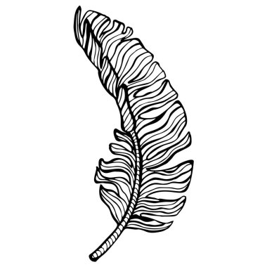 Oymalı muz yaprağı izole edilmiş. Retro element tropikal bitkiler elde çizilmiş. Poster, baskı, kitap öldürme, logo, ikon, dövme için gravür tasarımı. Vintage vektör illüstrasyonu.