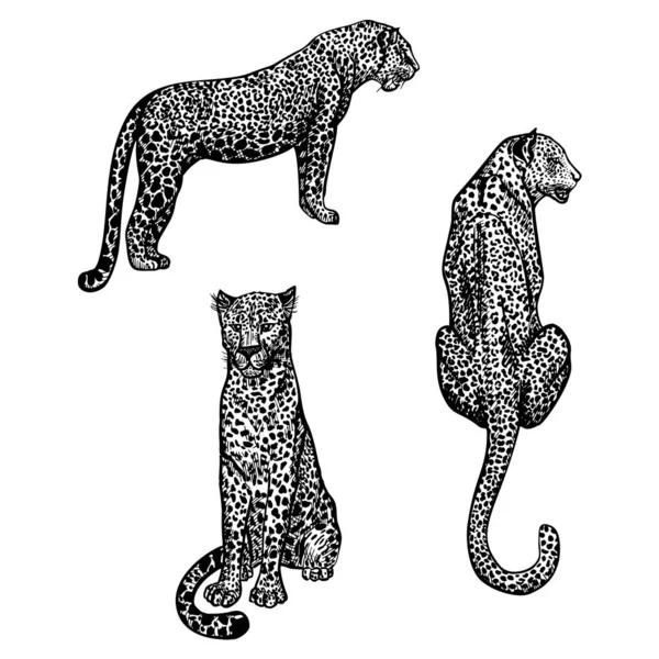 Set Leopardos Estilo Grabado Aislado Sobre Fondo Blanco Vida Silvestre — Vector de stock