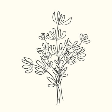 Kekik çizimi arka planda izole edilmiş. Yemek malzemesi. Eski el yapımı gravür. Vektör illüstrasyonu