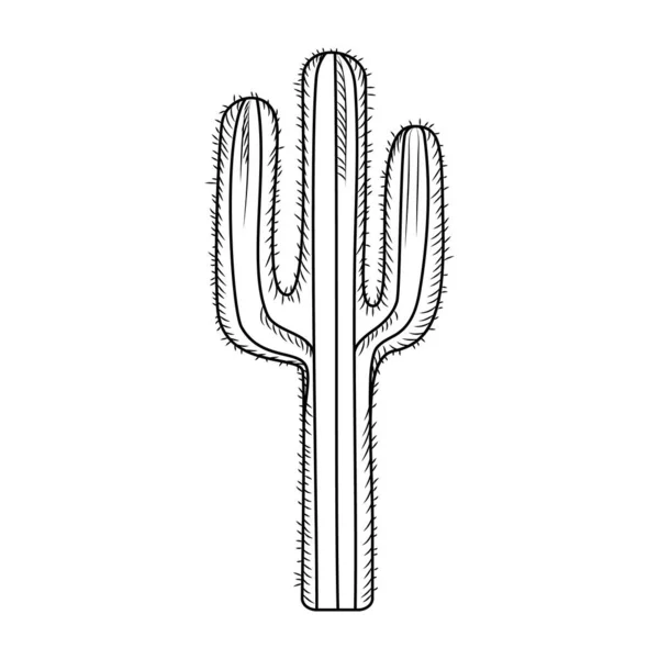 Cactus Dibujado Mano Aislado Sobre Fondo Blanco Grabado Estilo Vintage — Vector de stock