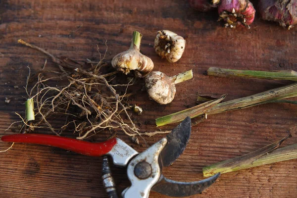 Gladiouluses brancos é preparativos para o armazenamento de inverno, corte de raízes, caules e pequenos bulbos. Jardinagem e propagação de flores. — Fotografia de Stock