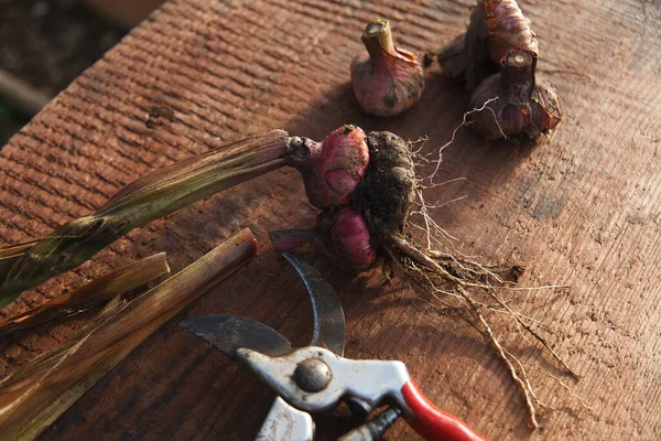 Três bulbos roxos de gladíolo, crescidos a partir de uma lâmpada mãe. Preparação para o armazenamento de inverno. Jardinagem e propagação de flores. — Fotografia de Stock