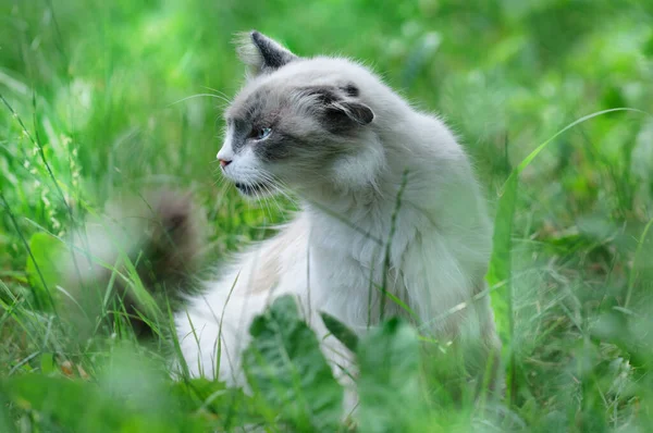 Beautiful Shaggy Street Cat Blue Eyes Profile Animal Tall Grass — Stock Photo, Image