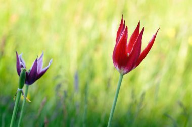Yeşil arka planda parlak kırmızı lale. Kuzey Norveç 'te güneşli bir gün. Bulanık arkaplan ve kopyalama alanı ile seçmeli odak