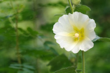 Bulanık yeşil arkaplanda beyaz yaban ördeği çiçeği. Kopyalama alanı ile seçmeli odak. Tedavi fabrikası