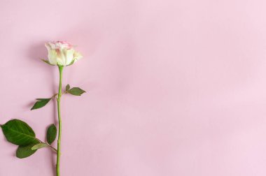 Pembe arka planda tek gül. Kopyalama alanı olan üst görünüm