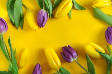 Sarı arka planda mor ve sarı laleler bir çerçeve oluşturuyor. Doğal ışık, üst görünüm, kopyalama alanı ile seçici odak